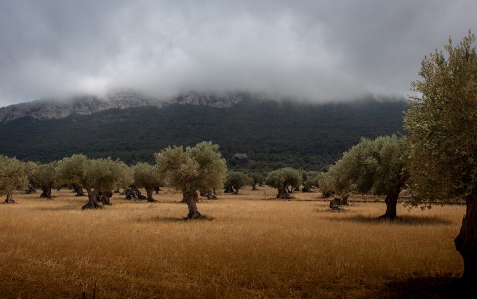 Oliveres: l’espoli del mil·leni